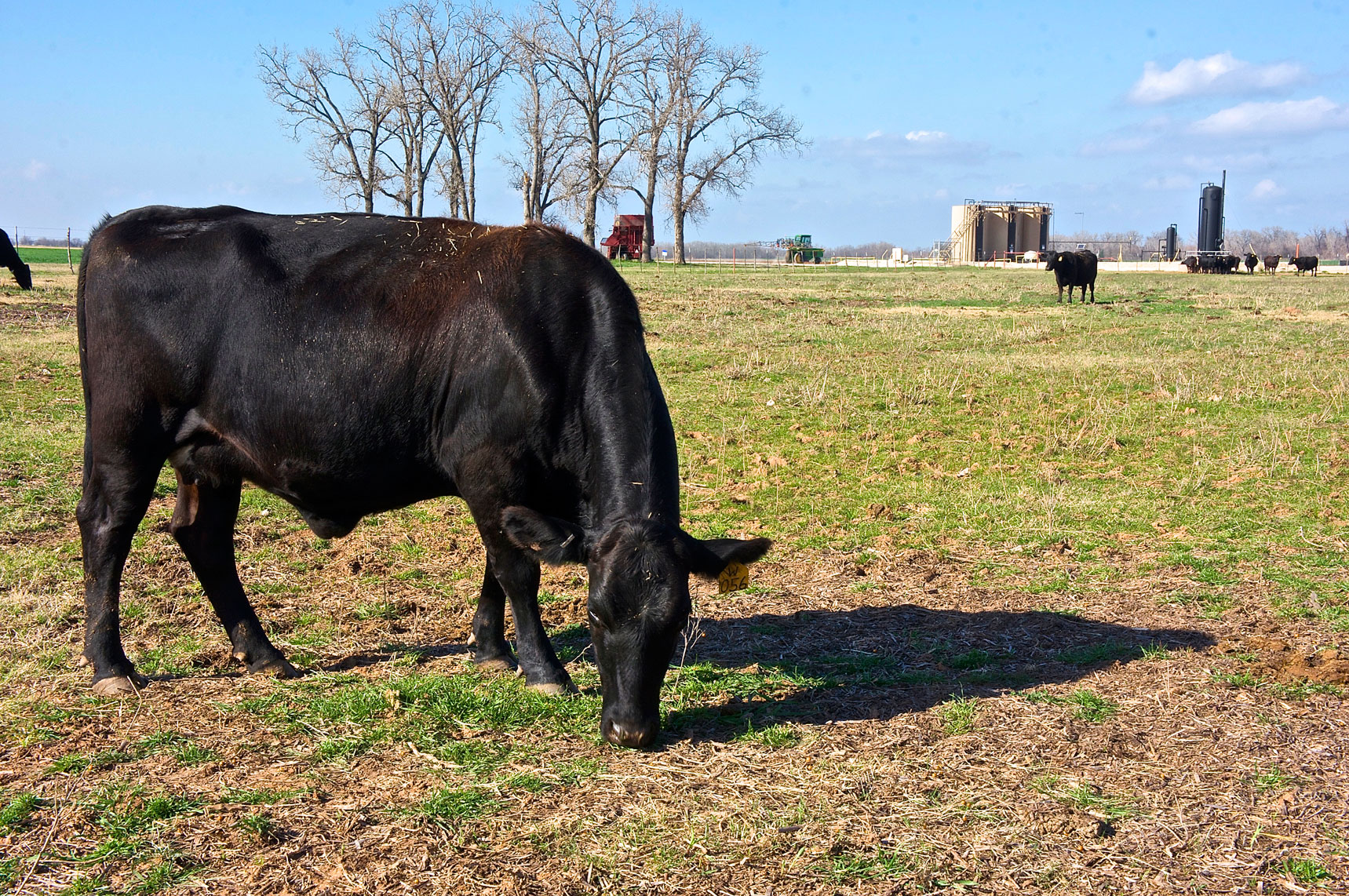 Common cattle diseases: new molecular panel detects 4 diseases from one specimen ...