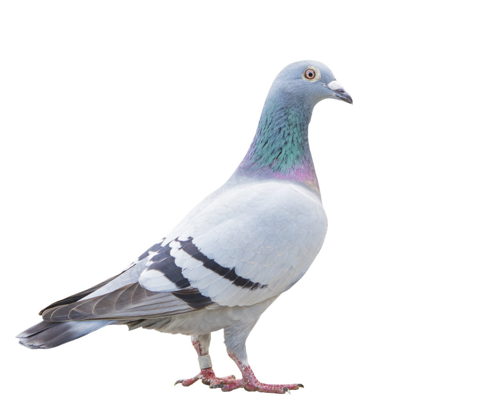 Salmonellosis in Racing Pigeons - Texas A&M Veterinary Medical Diagnostic Laboratory1024 x 865