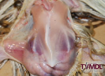 Rickets in backyard chickens - Texas A&M Veterinary Medical Diagnostic  Laboratory