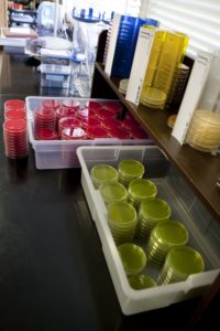 Two clear boxes full of red and green agar dishes on a black counter