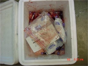 Photo of unsealed plastic bags with test tubes that have leaked into their styrofoam cooler
