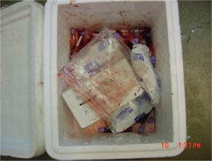 Several blood vials broken in a white Styrofoam container with ice packs