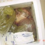 Several specimen bags leaking in a white Styrofoam container with two ice packs