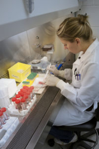 Blonde haired women in lab coat sitting on a black chair working with a specimen under a biosafety cabinet.