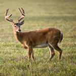 Whitetail deer standing in grass field