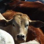 Tan cattle surrounded by other cattle looking into camera