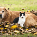 Aged Golden Retriever laying in a stack of leaves with a white and black cat sitting by its side.