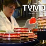 Woman in glasses and lab coat examining culture plate under a light with several other plates stack on a blue tray. Photo has a white TVMDL logo in the upper right hand corner