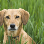 Golden retriever standing in a green open field on looking directly into camera shot.