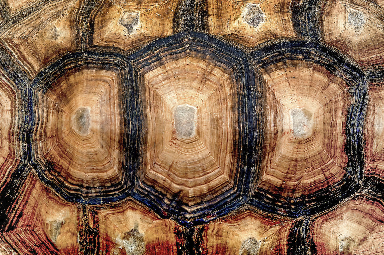 Close up view of the hexagonal texture of a turtle shell - Texas
