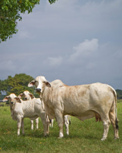 Brahman cows, like this one from JD Hudgins, Inc., bring superior genetics to Ecuador's cattle population. 