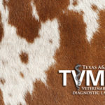 Close up of a cattle's brown and white spotted coat with white TVMDL logo in the bottom right hand corner