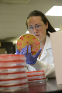 Woman in glasses and lab coat closely examines the yellow and pinkish results on a culture plate near several other plates