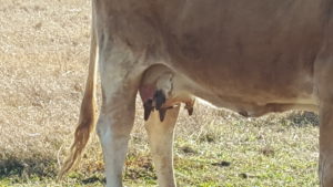 Photo of a light brown cow's utters