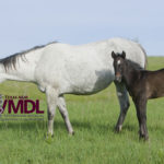 Large white horse and small black horse standing in a green open field with maroon and grey TVMDL logo on the left side