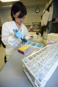 Woman with dark hair, lab coat, and glasses distributes sample into testing trays using a multi channel pipette at a lab bench