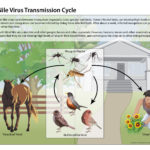 Information chart about West Nile Virus Transmission. It shows the method of transmission from mosquitoes to birds to humans and horses outside around a house.