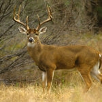 Photo of a white-tailed male deer in a field on brown grass and leafless tree.