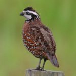 Dark orange and brown northern bobwhite quail standing on a wooden post looking to the left