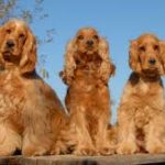 Three brown spaniels standing next to each other on a wooden table in an open terrain.