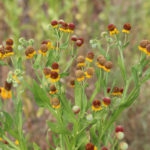 Photo of a small headed sneezeweed sonora plant with dark red buds sprouting at the top with yellow petals,