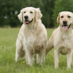 Photo of a white retriever and Labrador standing side by side in a green open field with trees in the background