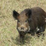 Black and tan wild hog standing in green field.