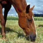 Close up of a brown horse with a white strip on its face grazing in an open field