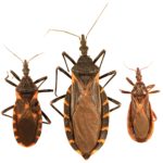 Three kissing bugs on white background