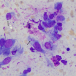 The Shope Fibroma Virus is annotated to show the viral inclusions.