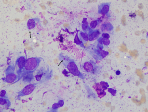 The Shope Fibroma Virus is annotated to show the viral inclusions.