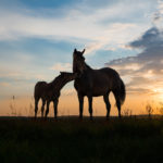 Photo of a large brown horse standing next to a young foal in an open field at sunset