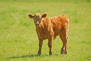 Tan beef cattle calf standing in a new spring green field near Oakland Oregon