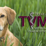 Tan Labrador Retriever dog with tan collar posing in the grass with a white and maroon TVMDL logo.