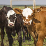 A black and white calf and a brown and white calf in a field look into a camera.