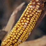 Yellow corn on the cob with brown husk and symptoms of fusarium ear rot