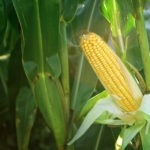 Corn Maize Ear with ripe yellow seed on stalk of a fully grown corn plant in cultivated agricultural field