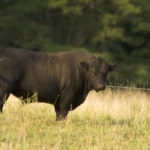 a big angus bull in pasture