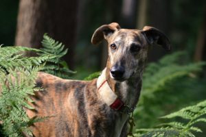Brown and black Spanish Galgo dog with a tan collar standing in an area of trees and plants.