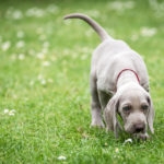 Weimaraner puppy sniffing in green grass.