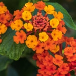 Red, yellow, and orange flowers on a lantana plant