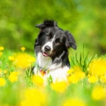 Portrait of border collie lying on the field with dandelions