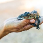 Alligator hatching in male's hand
