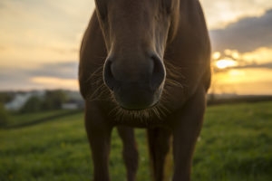 Picture showing the nose of a brown horse standing in a field at sunset