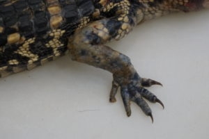White fungus present on the limb of a alligator hatching