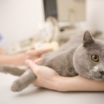 Cat lying down on examining table at veterinarian office, Canon 1Ds mark III