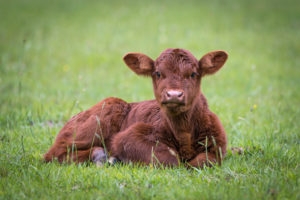 brown calf laying in field of green grass