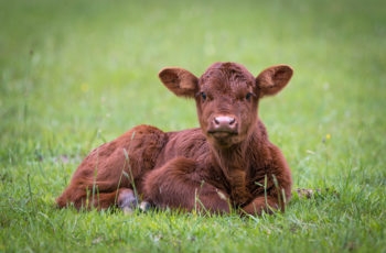 brown calf laying in field of green grass