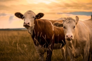 Two cows standing in a field at sunset