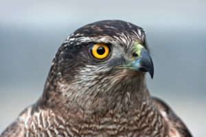 Close up of hawk on gray blurred background